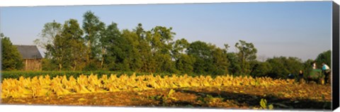 Framed Tractor in a tobacco field, Winchester, Kentucky, USA Print