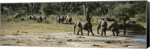 Framed African elephants (Loxodonta africana) in a forest, Hwange National Park, Matabeleland North, Zimbabwe Print