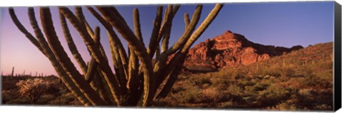 Framed Organ Pipe cactus on a landscape, Organ Pipe Cactus National Monument, Arizona Print