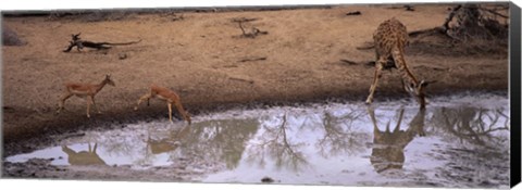 Framed Impalas (Aepyceros Melampus) and a giraffe at a waterhole, Mkuze Game Reserve, Kwazulu-Natal, South Africa Print