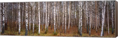 Framed Silver birch trees in a forest, Narke, Sweden Print