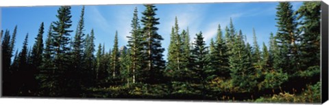 Framed Banff Pine Trees, Alberta, Canada Print