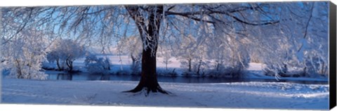 Framed Winter Trees Perkshire Scotland Print
