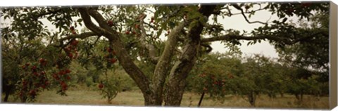 Framed Apple trees in an orchard, Sebastopol, Sonoma County, California, USA Print