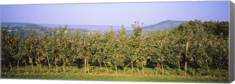 Framed Apple trees in an orchard, Weinsberg, Heilbronn, Stuttgart, Baden-Wurttemberg, Germany Print