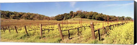 Framed Mustard Flowers in a Field, Napa Valley, California Print