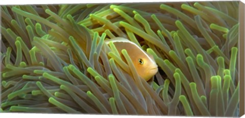 Framed Close-up of a Skunk Anemone fish and Indian Bulb Anemone Print