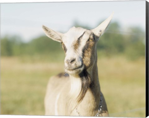 Framed Close-up of a goat, goat cheese farm, Vancouver, Washington Print
