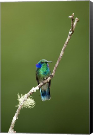 Framed Close-up of a Green Violetear hummingbird (Colibri thalassinus), Savegre, Costa Rica Print