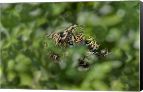 Framed Jaguar (Panthera onca) behind leaves, Three Brothers River, Meeting of the Waters State Park, Pantanal Wetlands, Brazil Print