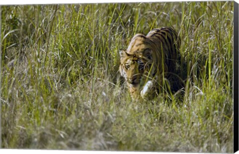 Framed Bengal Tiger (Panthera tigris tigris) cub walking in a forest, Bandhavgarh National Park, Umaria District, Madhya Pradesh, India Print
