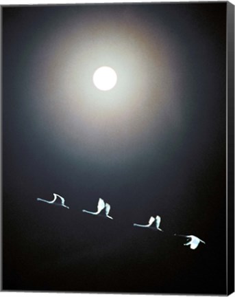 Framed Cranes Flying Across the Moon Print