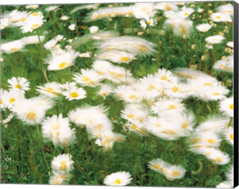 Framed Daisy flowers with blur motion Print