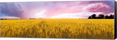 Framed Wheat crop in a field, Saint-Blaise-sur-Richelieu, Quebec, Canada Print