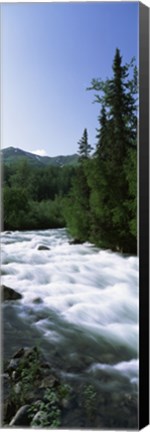 Framed River flowing through a forest, Little Susitna River, Hatcher Pass, Talkeetna Mountains, Alaska, USA Print