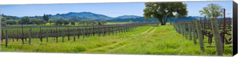 Framed Vineyard in Sonoma Valley, California, USA Print