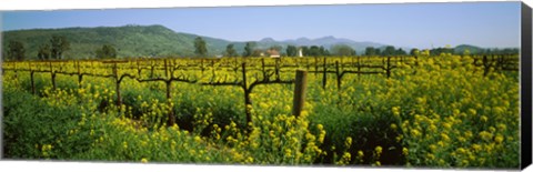 Framed Wild mustard in a vineyard, Napa Valley, California Print