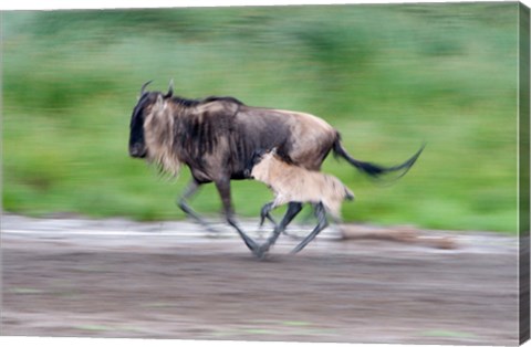 Framed Newborn wildebeest calf running with its mother, Ndutu, Ngorongoro, Tanzania Print
