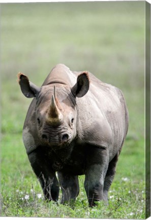 Framed Black rhinoceros (Diceros bicornis) standing in a field, Ngorongoro Crater, Ngorongoro, Tanzania Print