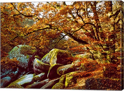 Framed Trees with Granite Rocks at Huelgoat forest in autumn, Finistere, Brittany, France Print