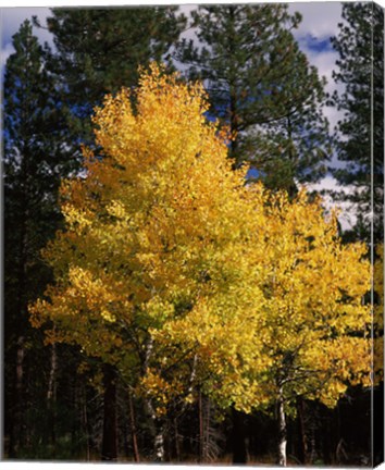 Framed Aspen and Ponderosa pine trees in autumn, Crater Lake National Park, Oregon, USA Print