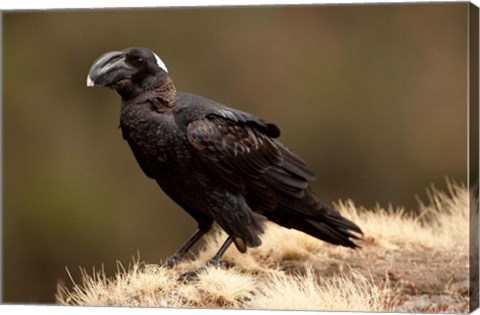 Framed Ethiopia, Thick-billed Raven bird Print