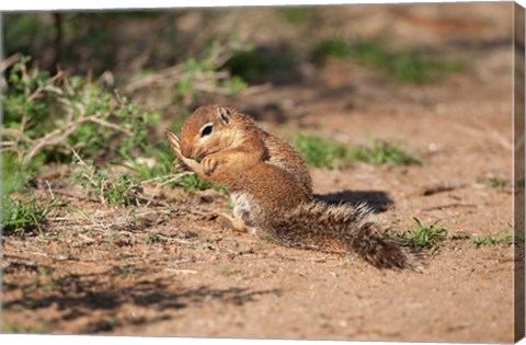 Framed African Ground Squirrel Wildlife, Kenya Print