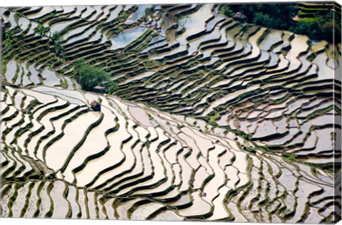 Framed Flooded Bada Rice Terraces, Yuanyang County, Yunnan Province, China Print