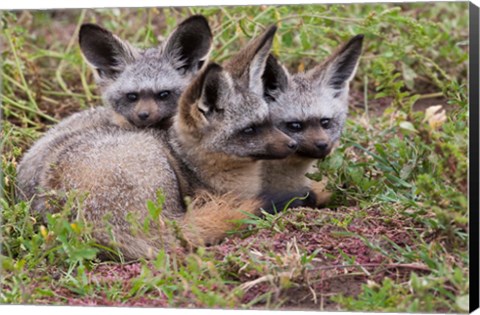Framed Bat-eared foxes, Serengeti National Park, Tanzania Print