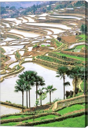Framed Asia, China, Yunnan Province, Jiayin. Flooded Terraces Print
