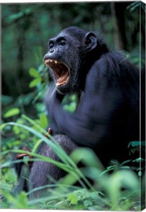 Framed Female Chimpanzee Yawning, Gombe National Park, Tanzania Print