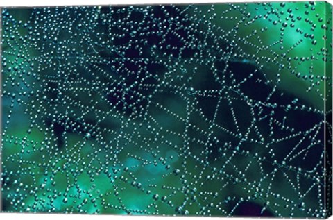 Framed Dew Drops on Spider Web Print