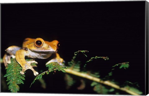 Framed Frog in the Analamazaotra National Park, Madagascar Print