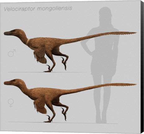 Framed Size comparison of Velociraptor mongoliensis to a human Print