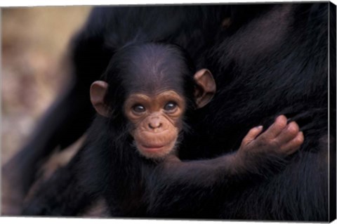 Framed Infant Chimpanzee, Gombe National Park, Tanzania Print