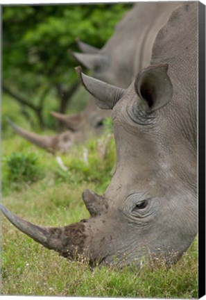 Framed Pair of African White Rhinos, Inkwenkwezi Private Game Reserve, East London, South Africa Print