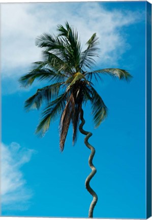 Framed Tanzania: Zanzibar, curly-que trunk of palm tree inland Print