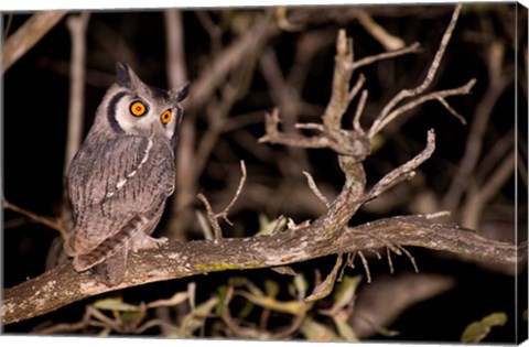 Framed Spotted Eagle Owl, Mpumalanga, South Africa Print
