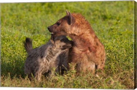 Framed Spotted hyena, Ngorongoro Conservation Area, Tanzania. Print