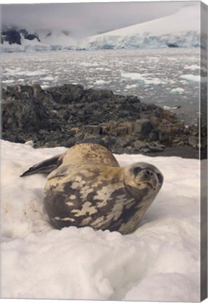 Framed Weddell seal resting, western Antarctic Peninsula Print