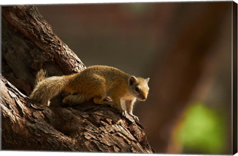 Framed Tree squirrel, Okavango Delta, Botswana, Africa Print