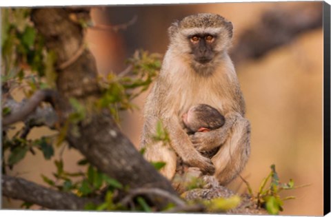 Framed Vervet monkey and infant, Okavango Delta, Botswana Print
