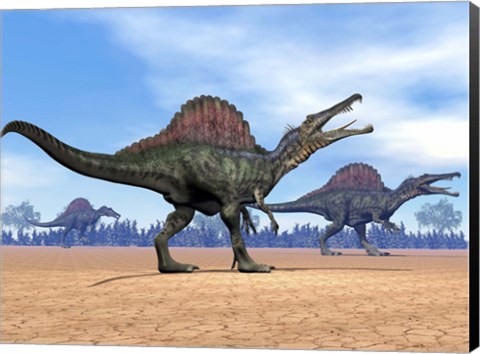 Framed Three Spinosaurus dinosaurs walking in the desert Print