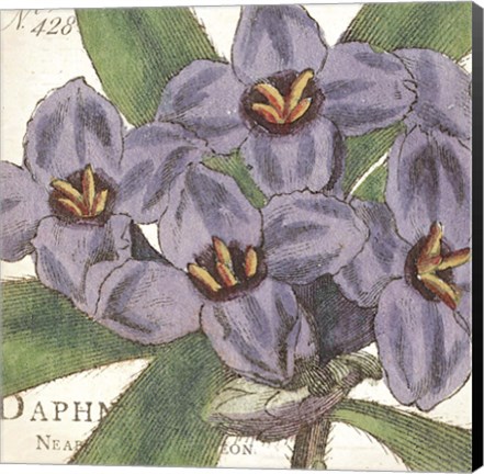 Framed Purple Floral Print