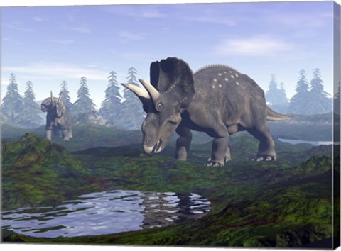Framed Two Nedoceratops dinosaurs walking to water puddle in the morning light Print