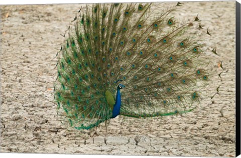 Framed Indian Peafowl, Bandhavgarh National Park, India Print
