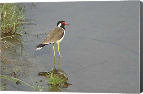 Framed Redwattled Lapwing bird, Corbett NP, India. Print