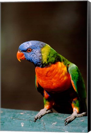 Framed Australia, Queensland, Rainbow lorikeet bird Print