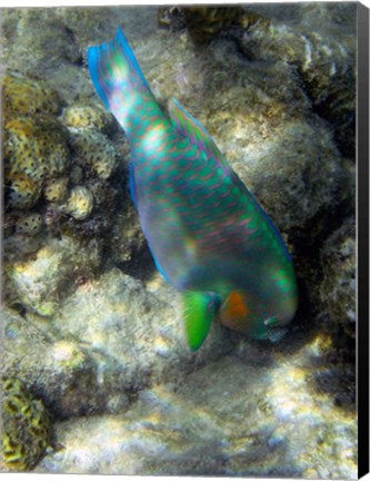Framed Surf Parrotfish, Low Isles, Great Barrier Reef, Australia Print