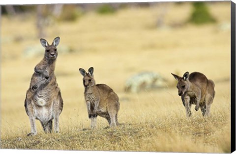 Framed Eastern Grey Kangaroo group standing upright Print